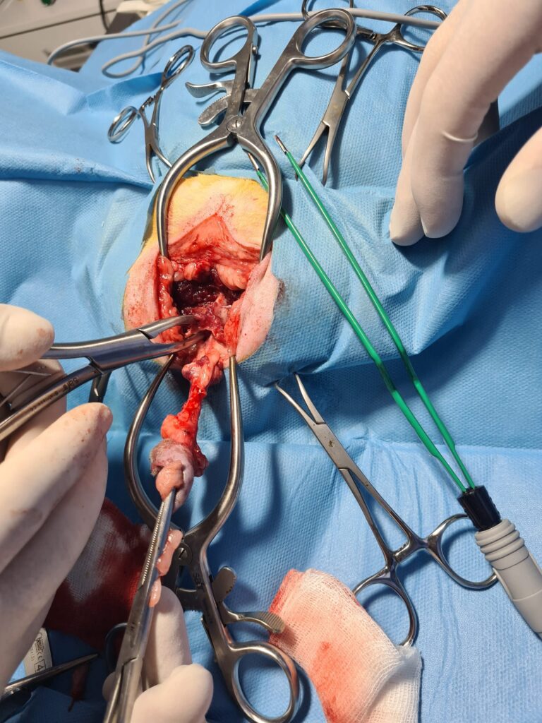 erkek kedilerde idrar yolu tıkanıklığı