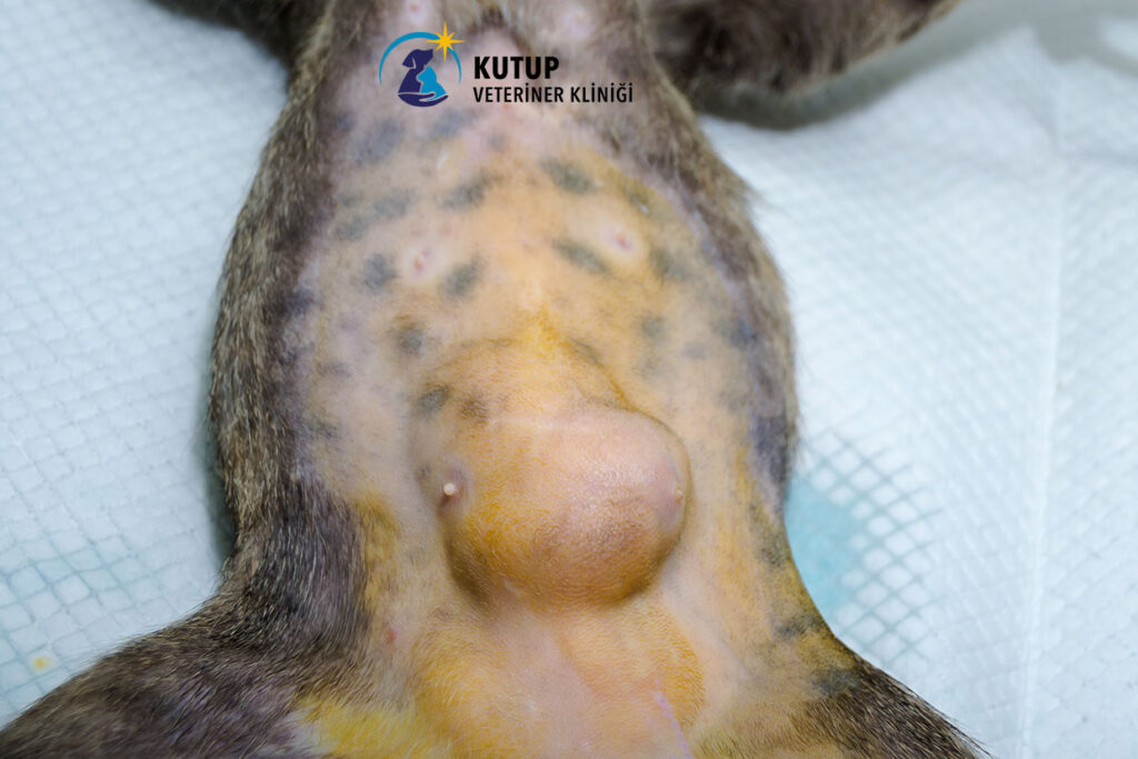 Kedilerde meme tümörü